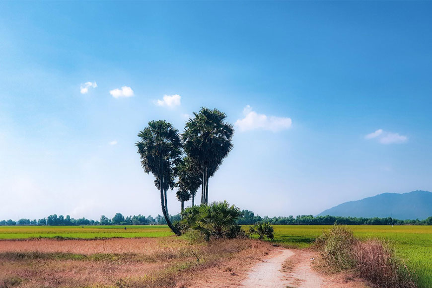 Cây thốt nốt trái tim An Giang – Biểu tượng check-in lãng mạn giữa miền Tây